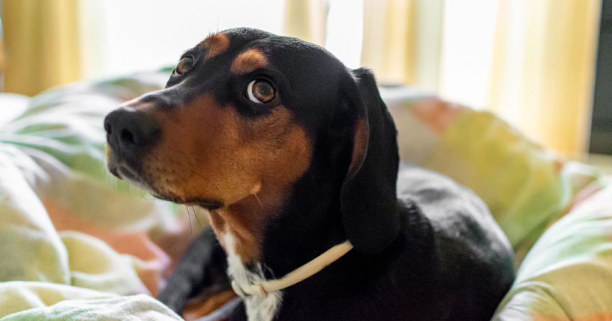 飼い主がまばたきすると、犬も増える。知らない人には反応しなかった