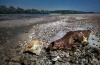 Foto del ritrovamento del cranio di lupo sulla spiaggia Boschi Maria Luigia, presso Coltaro (PR), 2018. (Foto di Davide Persico)
