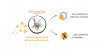 Schema esplicativo della bio-molecola artificiale ImmunoTag che può essere applicata a scopo profilattico o terapeutico