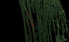 render da immagine di microscopia STED che mostra un nanofilo (rosso) inserito in un miofibroblasta  dell’ infarto (verde)